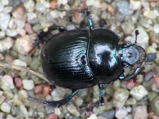 Waldmistkäfer, Anoplotrupes stercorosus