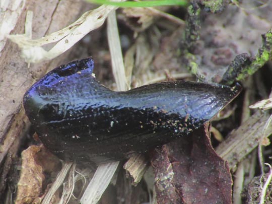 Waldmistkäfer, Anoplotrupes stercorosus
