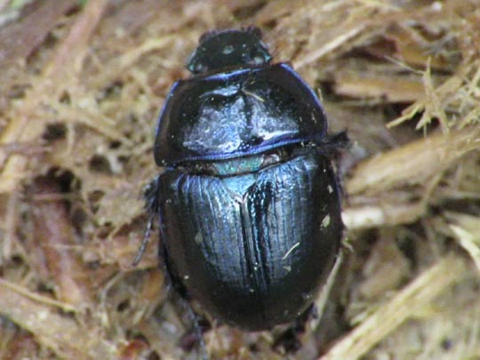 Waldmistkäfer, Anoplotrupes stercorosus