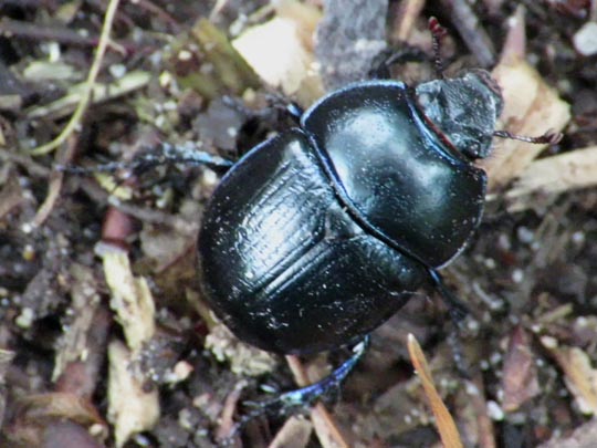 Waldmistkäfer, Anoplotrupes stercorosus