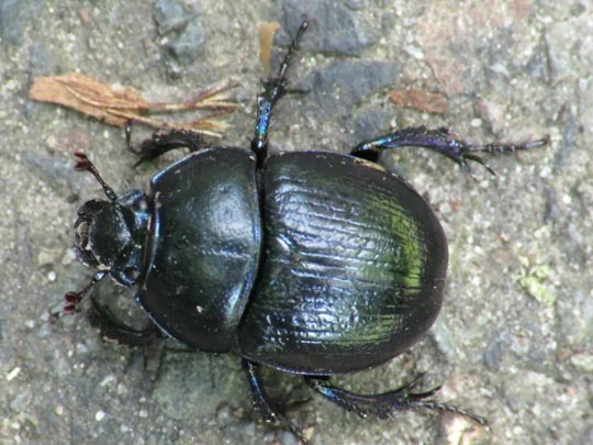 Waldmistkäfer, Anoplotrupes stercorosus