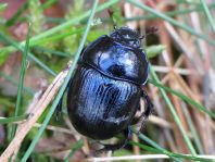 Waldmistkäfer, Anoplotrupes stercorosus