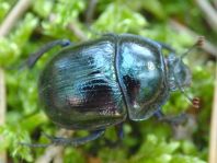 Waldmistkäfer, Anoplotrupes stercorosus