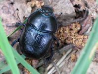 Waldmistkäfer, Anoplotrupes stercorosus