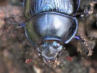 Waldmistkäfer, Anoplotrupes stercorosus