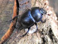 Waldmistkäfer, Anoplotrupes stercorosus