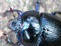 Waldmistkäfer, Anoplotrupes stercorosus