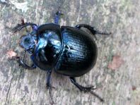 Waldmistkäfer, Anoplotrupes stercorosus
