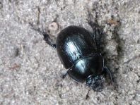 Waldmistkäfer, Anoplotrupes stercorosus