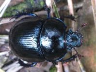 Waldmistkäfer, Anoplotrupes stercorosus