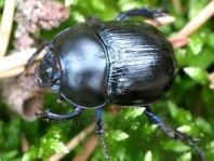 Waldmistkäfer, Anoplotrupes stercorosus