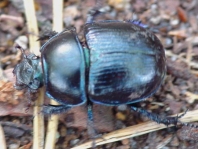 Waldmistkäfer, Anoplotrupes stercorosus