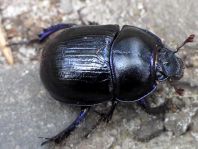 Waldmistkäfer, Anoplotrupes stercorosus