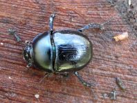 Waldmistkäfer, Anoplotrupes stercorosus