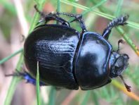 Waldmistkäfer, Anoplotrupes stercorosus