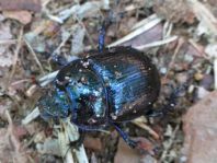 Waldmistkäfer, Anoplotrupes stercorosus