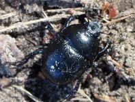 Waldmistkäfer, Anoplotrupes stercorosus
