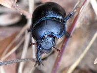 Waldmistkäfer, Anoplotrupes stercorosus