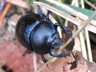 Waldmistkäfer, Anoplotrupes stercorosus
