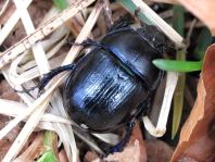 Waldmistkäfer, Anoplotrupes stercorosus