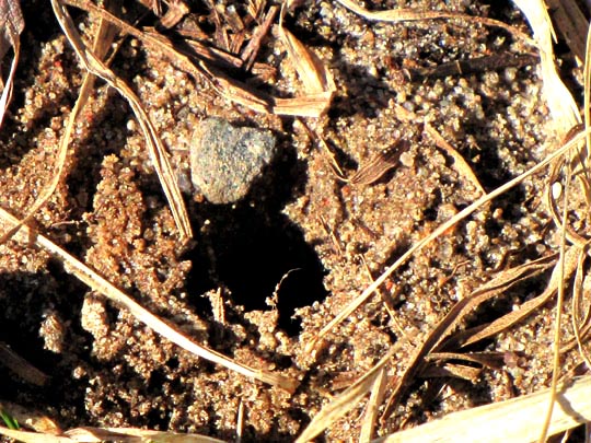 Geotrupidae, Mistkäfer