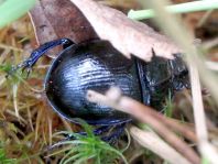 Geotrupidae, Mistkäfer