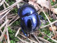 Geotrupidae, Mistkäfer
