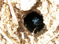 Geotrupidae, Mistkäfer