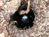 Geotrupidae, Mistkäfer
