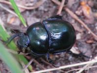 Trypocopris vernalis, Frühlingsmistkäfer