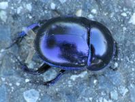 Trypocopris vernalis, Frühlingsmistkäfer