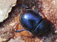 Trypocopris vernalis, Frühlingsmistkäfer