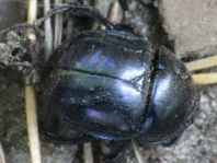 Trypocopris vernalis, Frühlingsmistkäfer