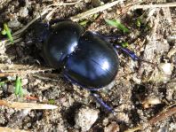 Trypocopris vernalis, Frühlingsmistkäfer