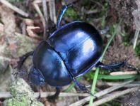 Trypocopris vernalis, Frühlingsmistkäfer