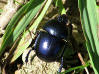 Trypocopris vernalis, Frühlingsmistkäfer