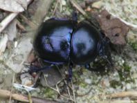 Trypocopris vernalis, Frühlingsmistkäfer