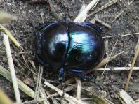 Trypocopris vernalis, Frühlingsmistkäfer