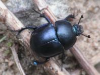 Trypocopris vernalis, Frühlingsmistkäfer