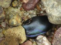 Trypocopris vernalis, Frühlingsmistkäfer