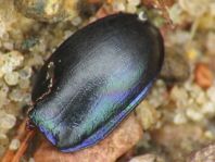 Trypocopris vernalis, Frühlingsmistkäfer