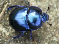 Trypocopris vernalis, Frühlingsmistkäfer