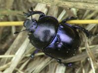 Trypocopris vernalis, Frühlingsmistkäfer