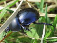 Trypocopris vernalis, Frühlingsmistkäfer