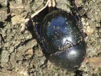 Trypocopris vernalis, Frühlingsmistkäfer
