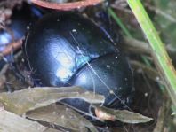 Trypocopris vernalis, Frühlingsmistkäfer