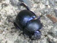 Trypocopris vernalis, Frühlingsmistkäfer