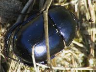 Trypocopris vernalis, Frühlingsmistkäfer
