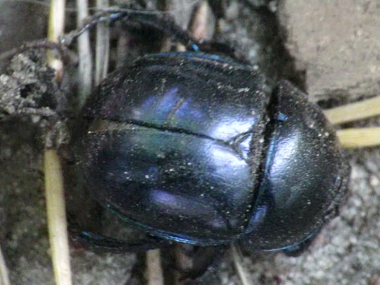 Trypocopris vernalis, Frühlingsmistkäfer