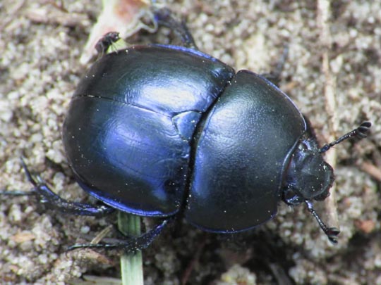 Trypocopris vernalis, Frühlingsmistkäfer